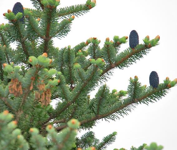  p>长苞冷杉(学名: i>abies georgei /i> orr)是松科冷杉属植物,乔木