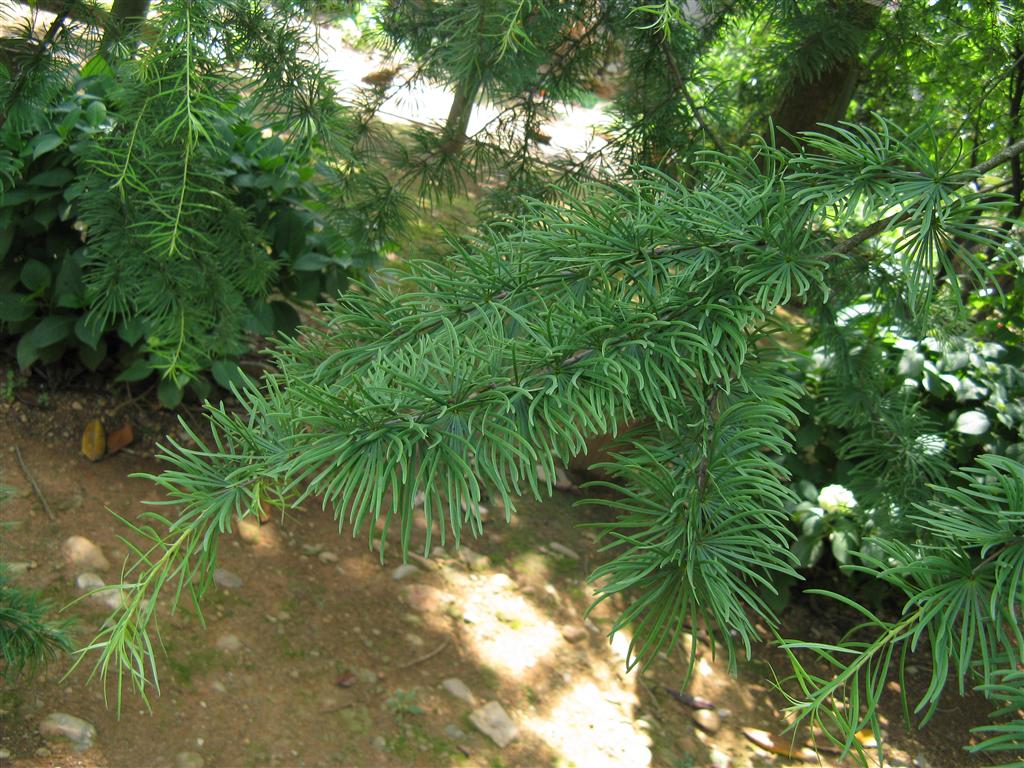  p>金钱松(学名: i>pseudolarix amabilis (nelson) rehd.