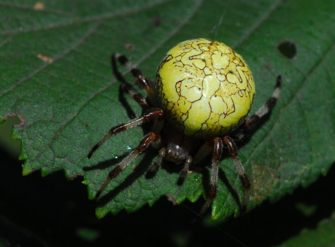  p>花岗园蛛(araneus marmoroides schenkel, 1953)是园蜘科,新园蛛属