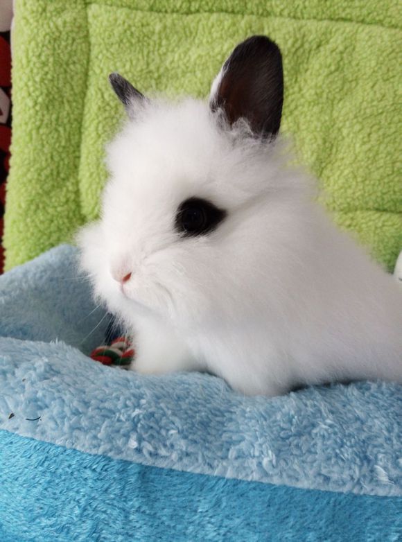 垂耳西施兔