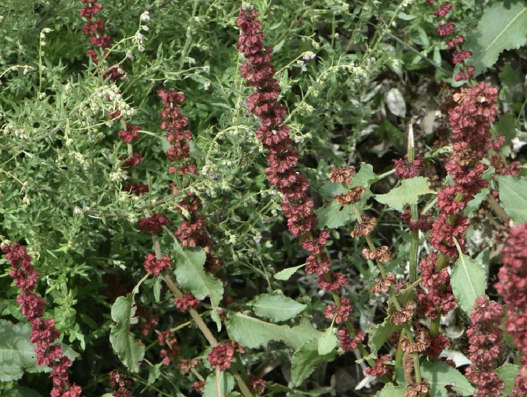 是蓼科酸模属植物,多年生草本.