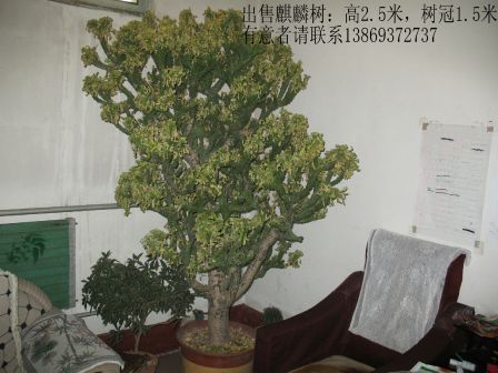 麒麟树_百度百科