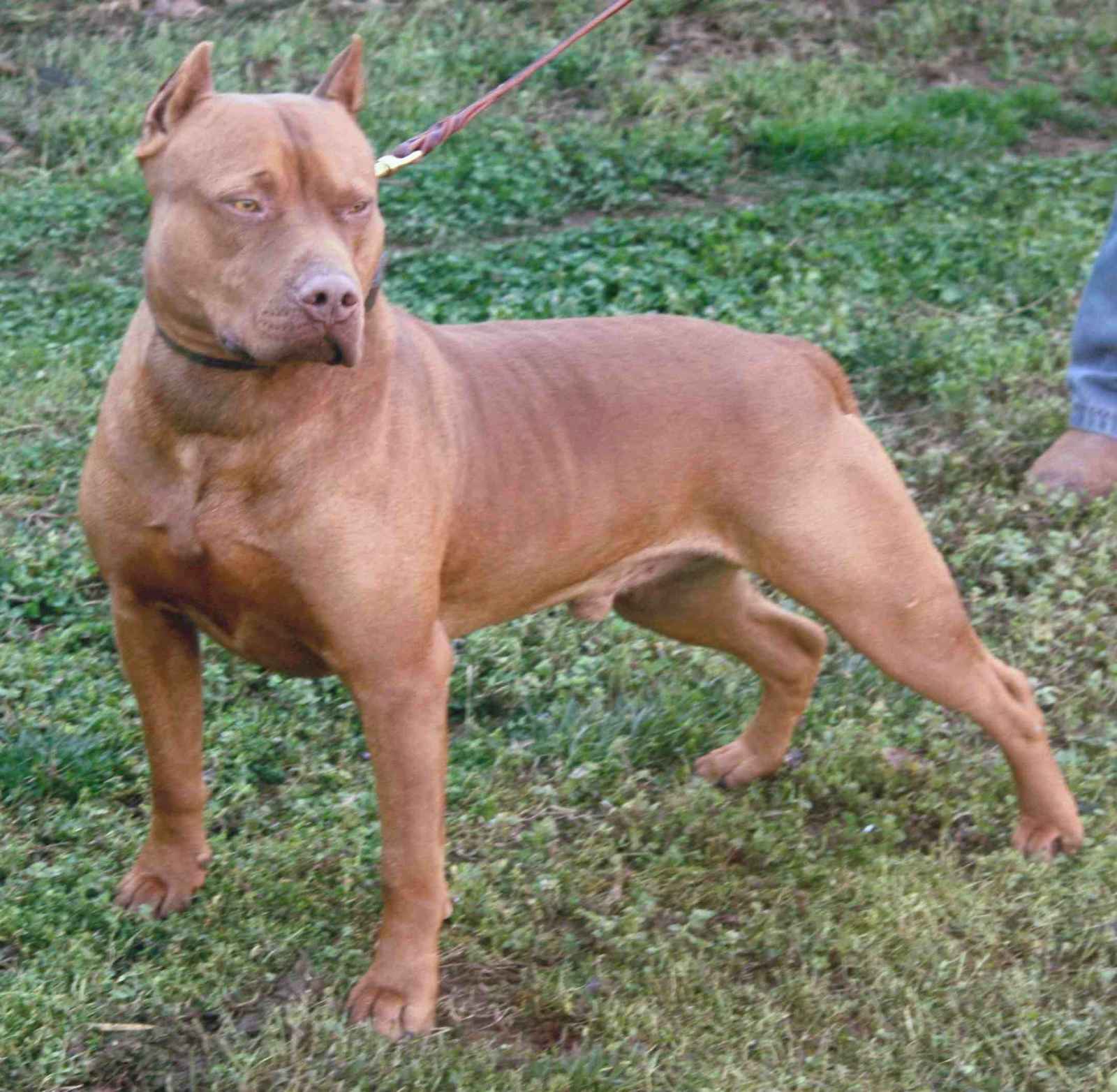 伯里沙·马罗奎因犬