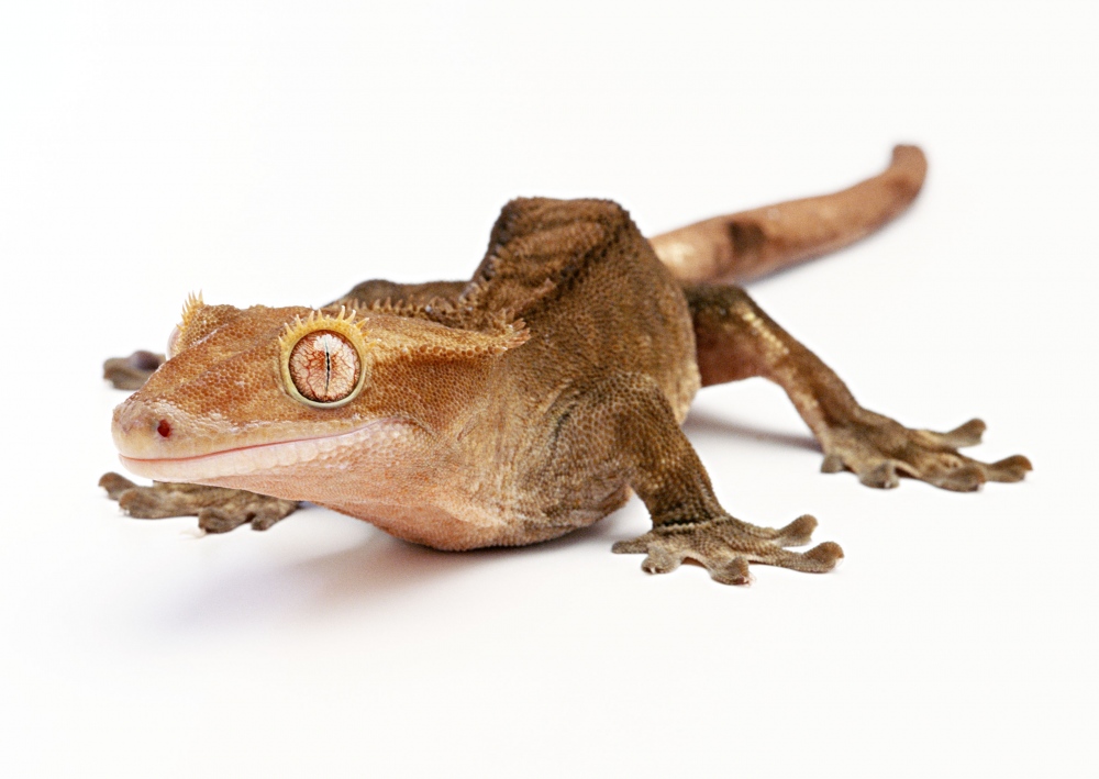 data-lemmaid="992038">四脚蛇 /a>","巴壁虎","巴壁蜥"等