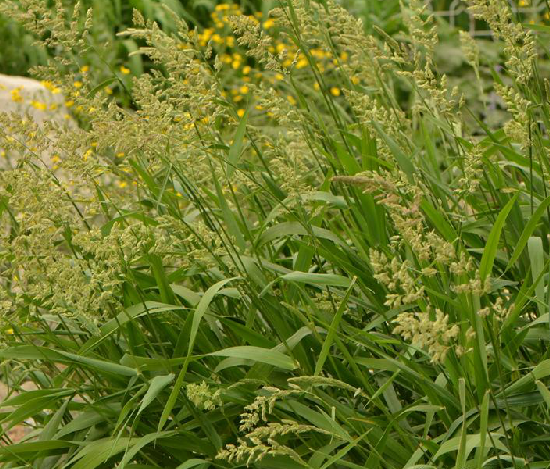 植物五色草,分布于我国东北,华北,华中,华东,西北,西南及台湾.