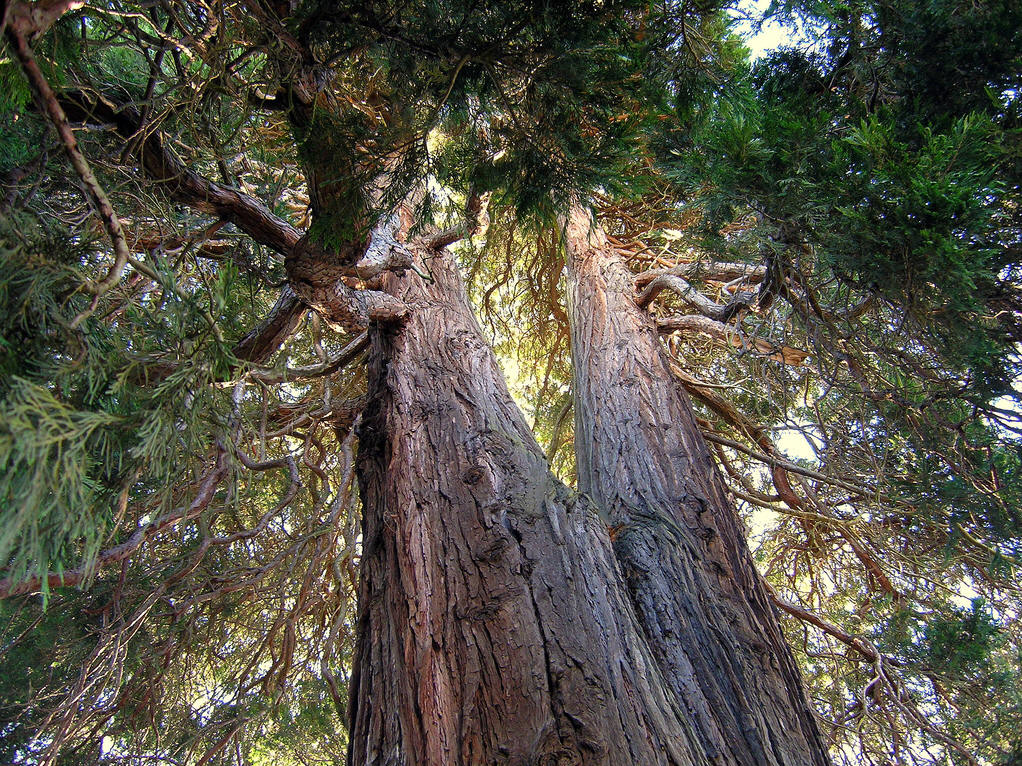  p>翠柏属(学名: i>calocedrus /i>):是 a href="#" data-lemmaid="