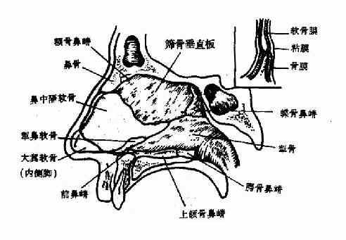前庭腺_百度百科