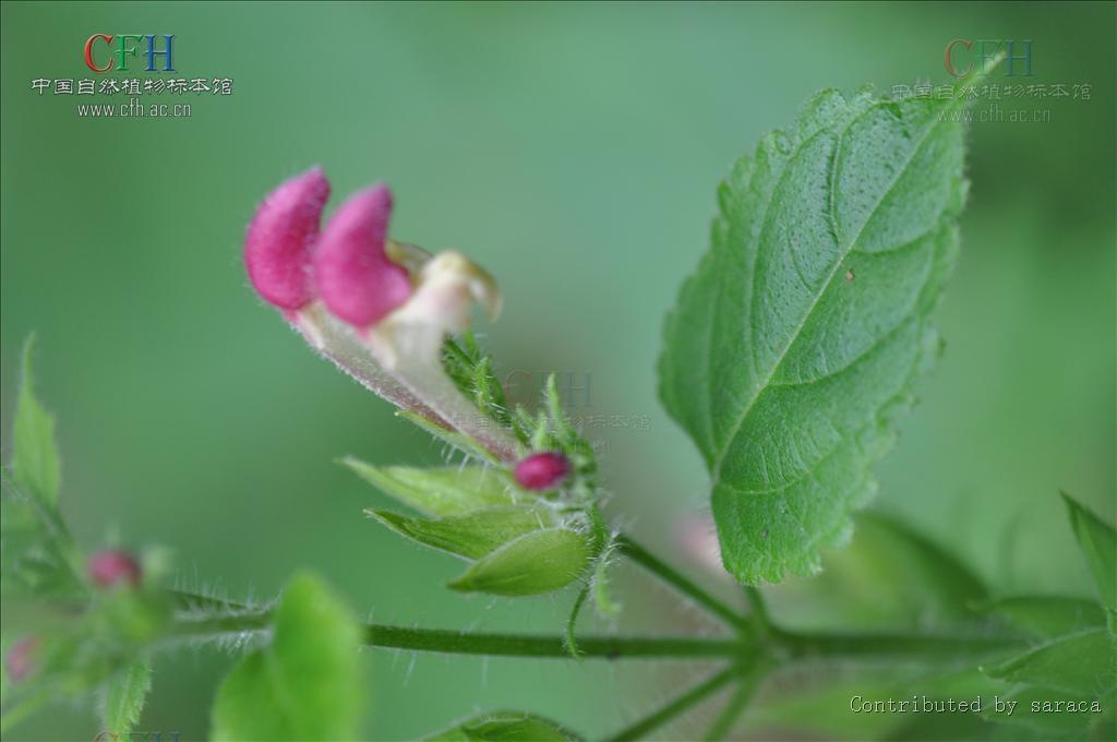 为唇形科植物冠唇花 i>microtoenainsuavis /i>(hance)prainexdunn的