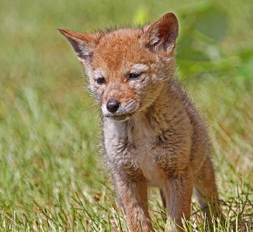  p>美国西北海岸郊狼是郊狼的亚种之一.