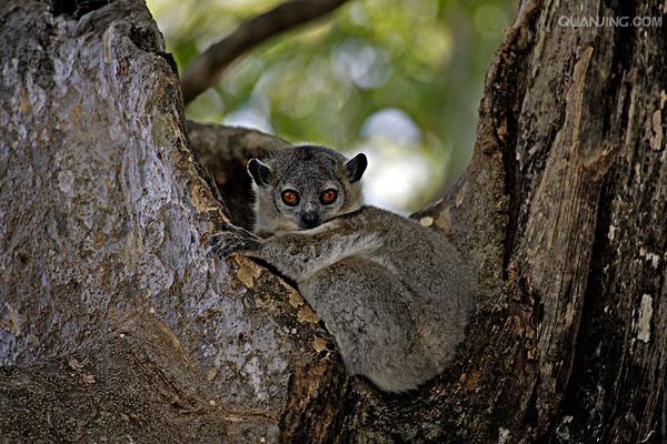  p>白足鼬狐猴也叫 a href="#">白脚猴 /a>,素有" a href="#">拳击猴 