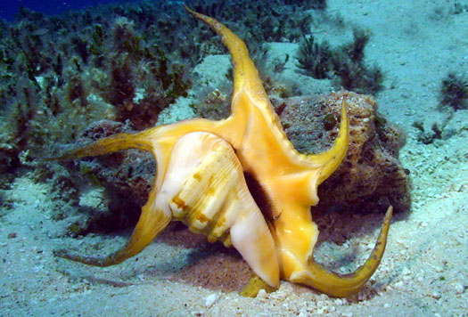  p>水字螺(学名: i>harpago chiragra chiragra /i>) a href="#" data