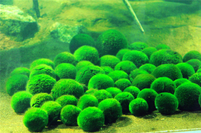 球藻