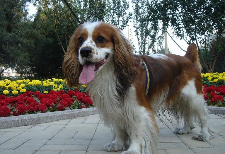 王猎犬又称骑士 a target="_blank" href="/item/查理士王小猎犬">