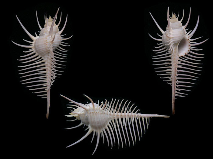  p>维纳斯骨螺,即 a href="#" data-lemmaid="2336992">栉棘骨螺 /a>