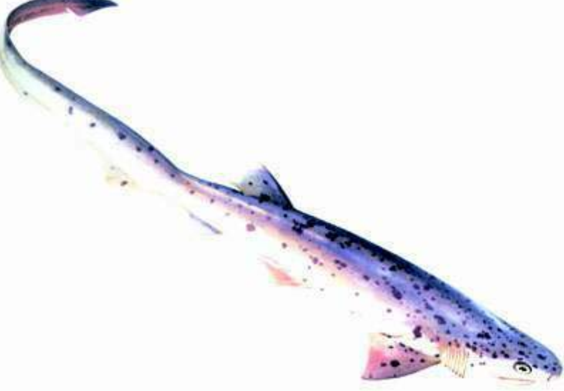  p>扁头哈那鲨(学名: i>notorynchus cepedianus /i>)是六鳃鲨科哈那