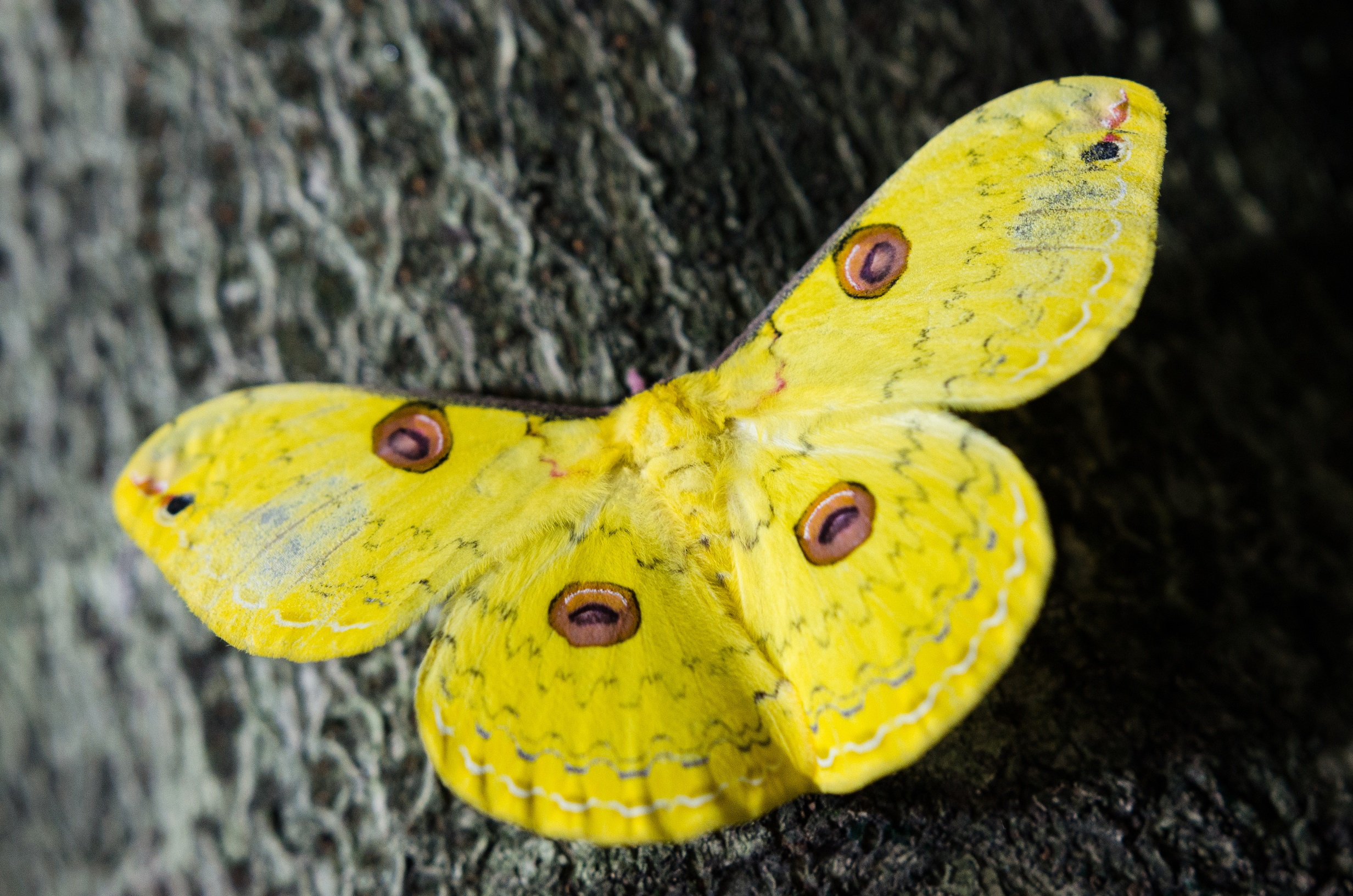  p>藤豹大蚕蛾, i>loepa anthera /i> (jordan, 1911), a target="