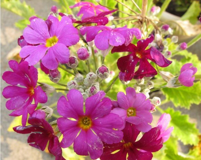 obconica /i> hance)是报春花科报春花属多年生草本植物,全株被柔毛