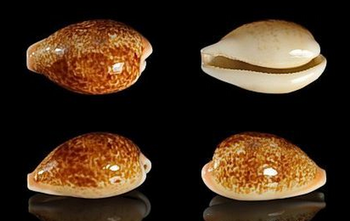 长西非玛瑙宝螺