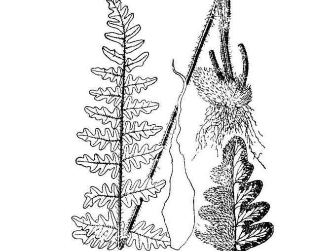  p>耳形金毛裸蕨,裸子蕨科植物,根茎及全草可入药,用于治疗风毒,疮痒