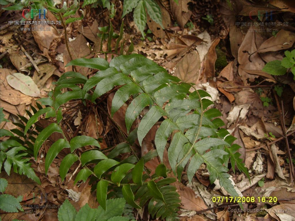 cyrtomidictyum