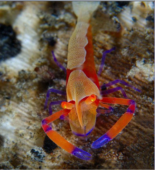 大西洋喷口盲虾