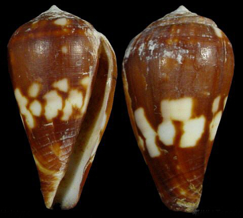  p>属热带地区的贝类,喜欢生活在温暖的水域中,栖息的环境从沙岸,泥岸