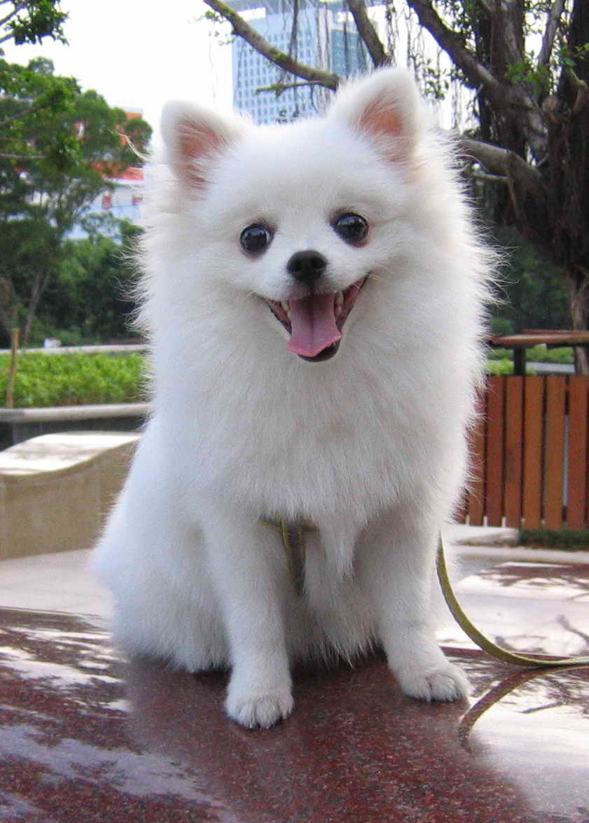 纯种博美犬