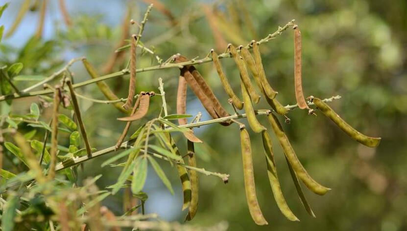  p>白灰毛豆(学名: i>tephrosia candida /i> dc.