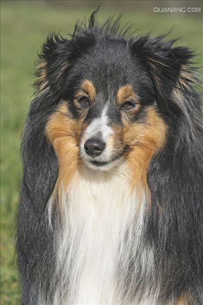  p>喜乐蒂牧羊犬也称谢德兰牧羊犬,是一种 a href="#" data-lemmaid="