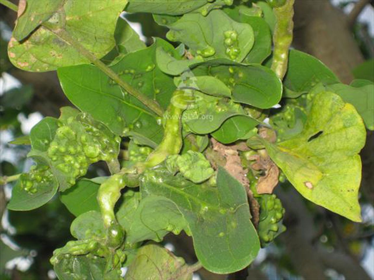 erythrinae /i> kim属植食性 a href="#" data-lemmaid="30467">昆虫 