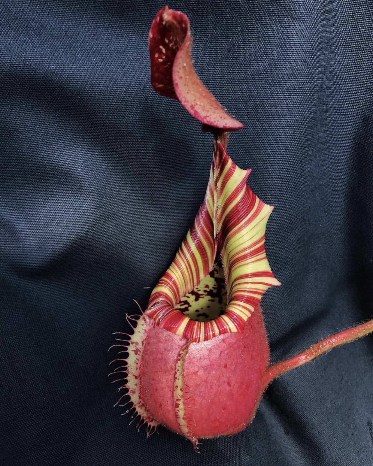 nepenthes veitchii