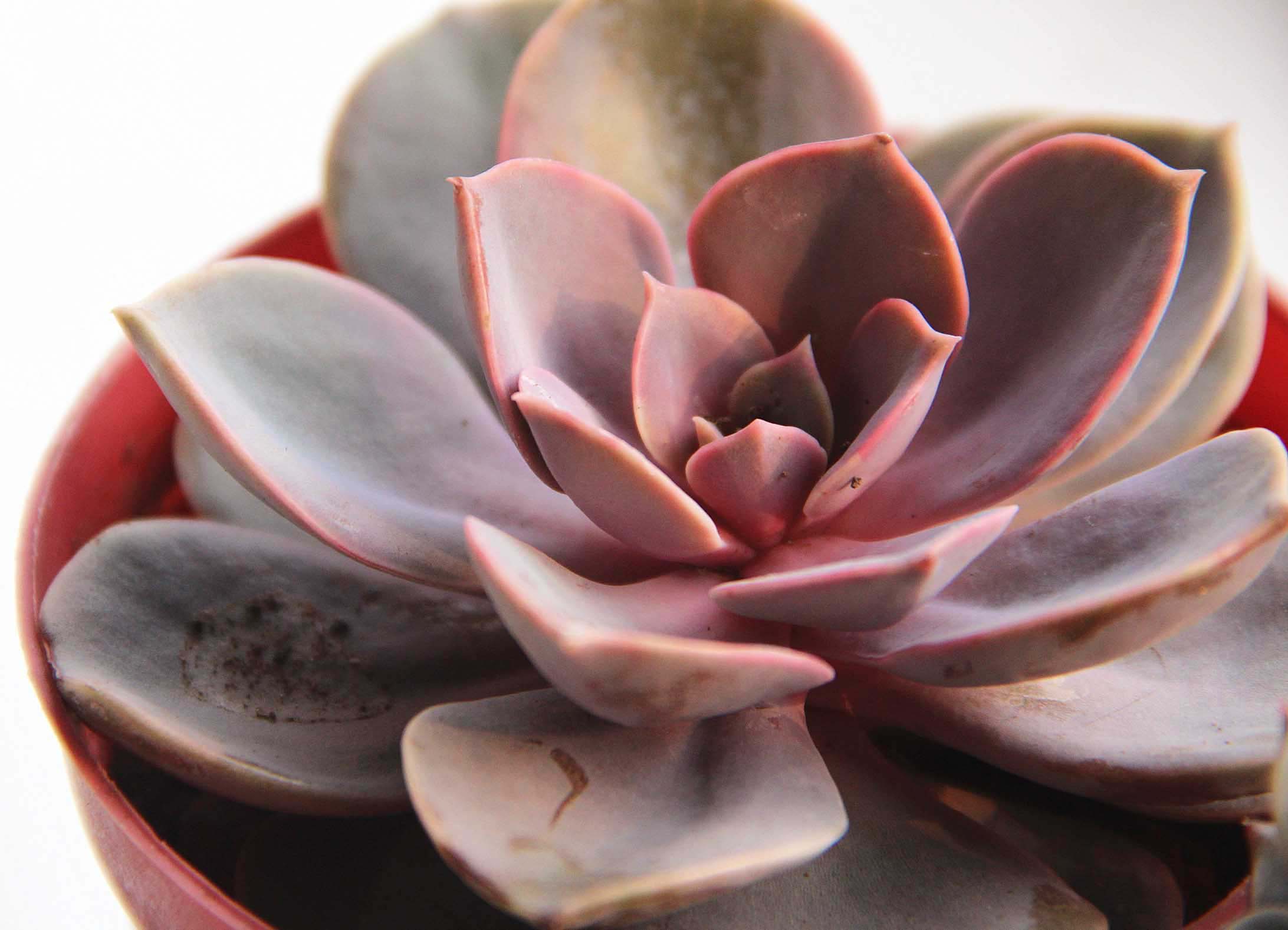  p>紫珍珠(echeveria perle von nürnberg) a target="_blank"