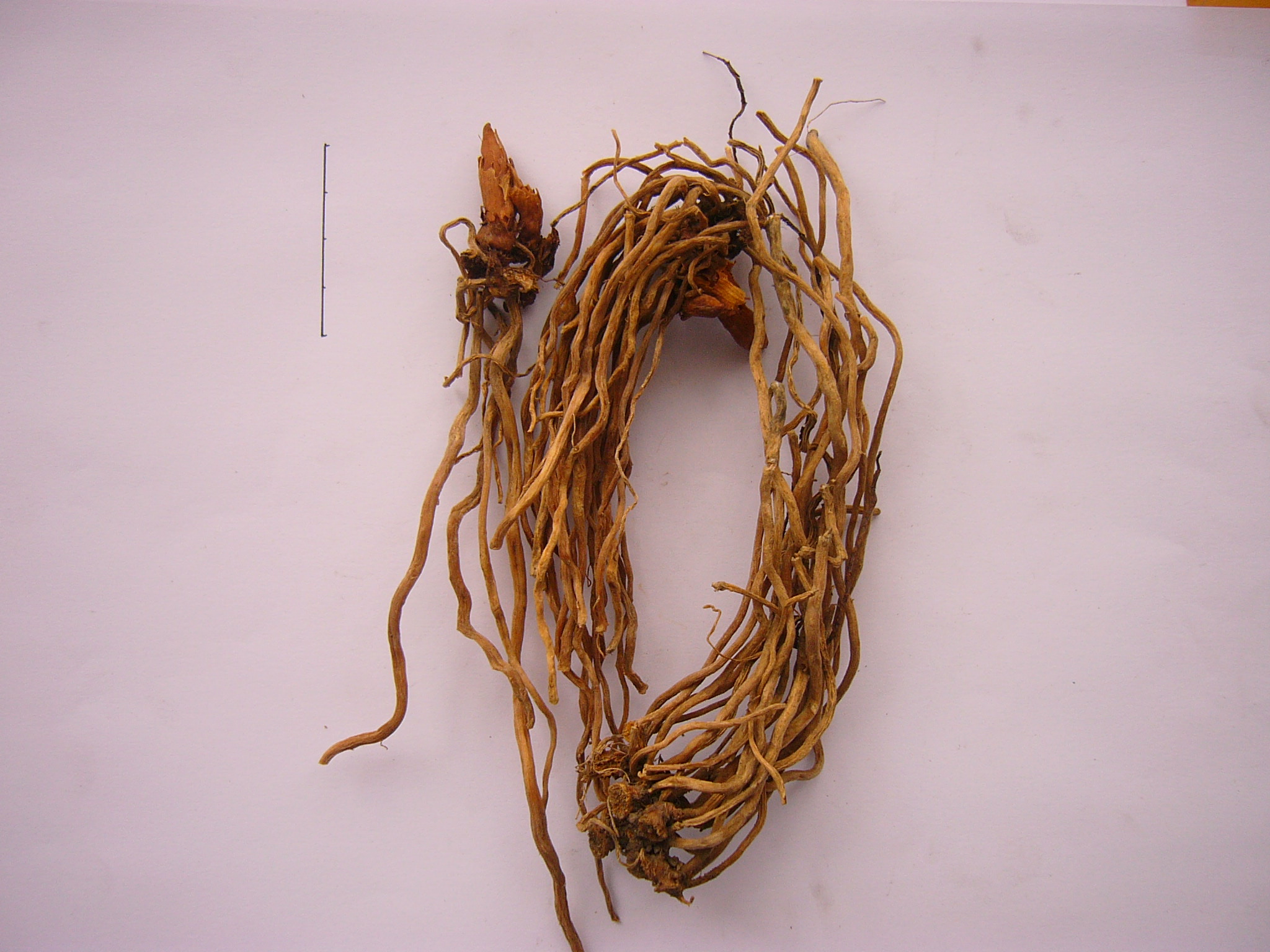  p>贵州民间方药.多年生草本植物万寿竹的根及根茎.