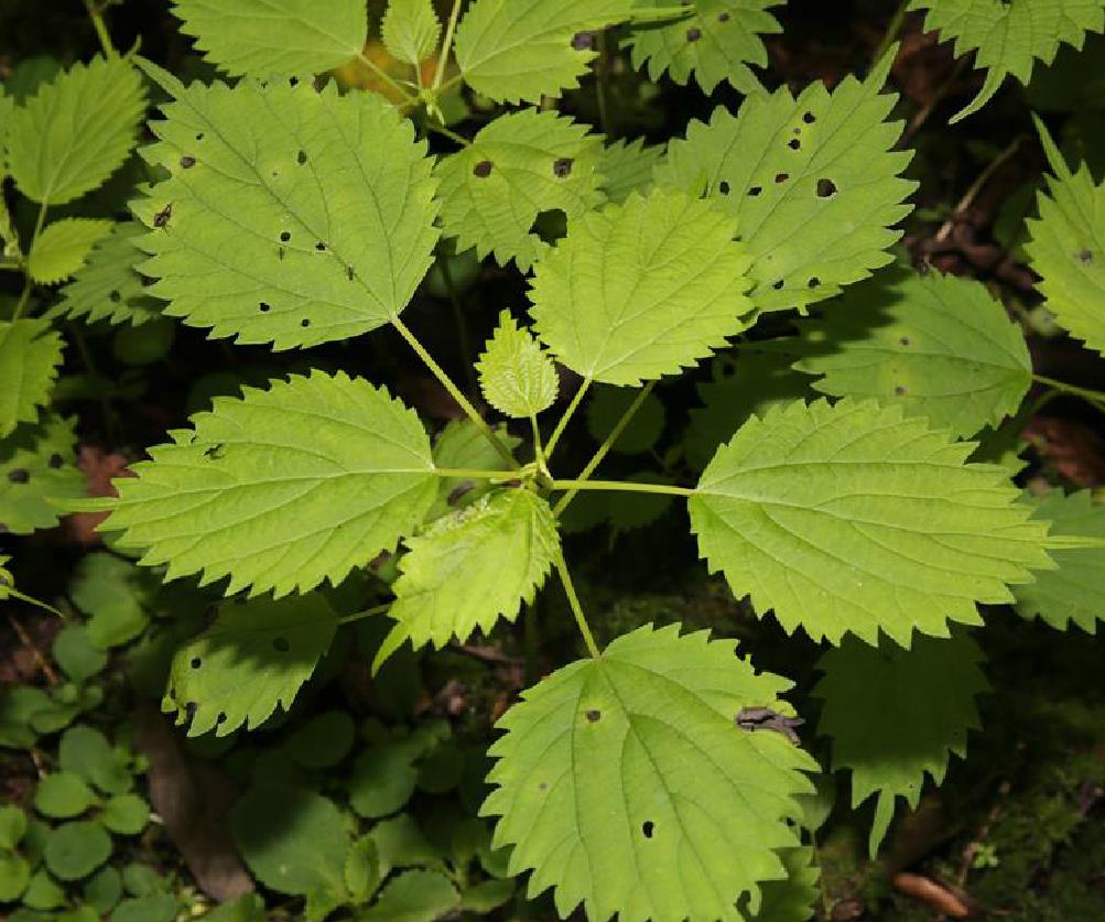 href="#" data-lemmaid="7723308">荨麻科艾麻属 /a>植物,多年生草本