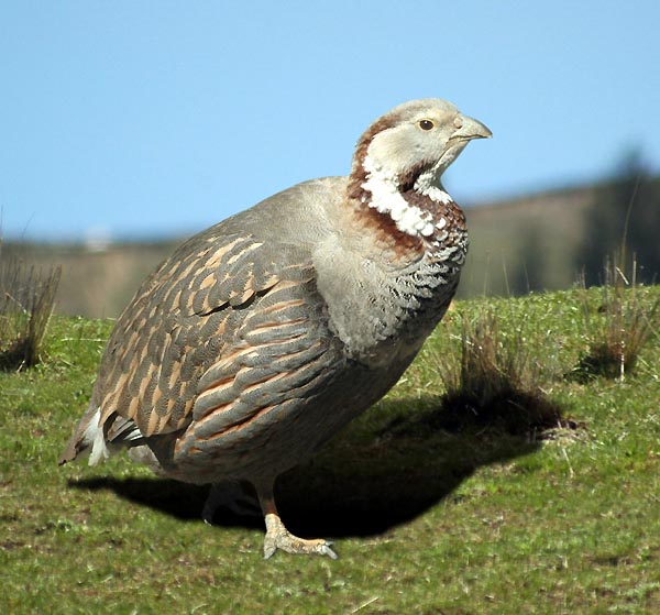 新疆维吾尔自治区