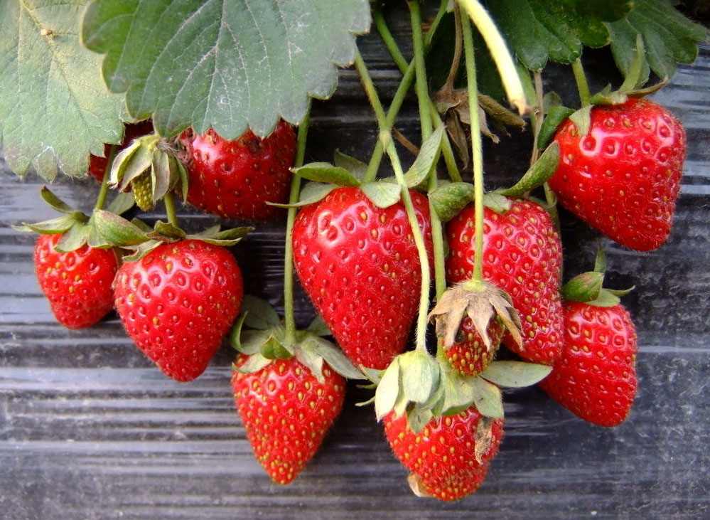 草莓属, a target="_blank" href="/item/蔷薇科/1121901" data