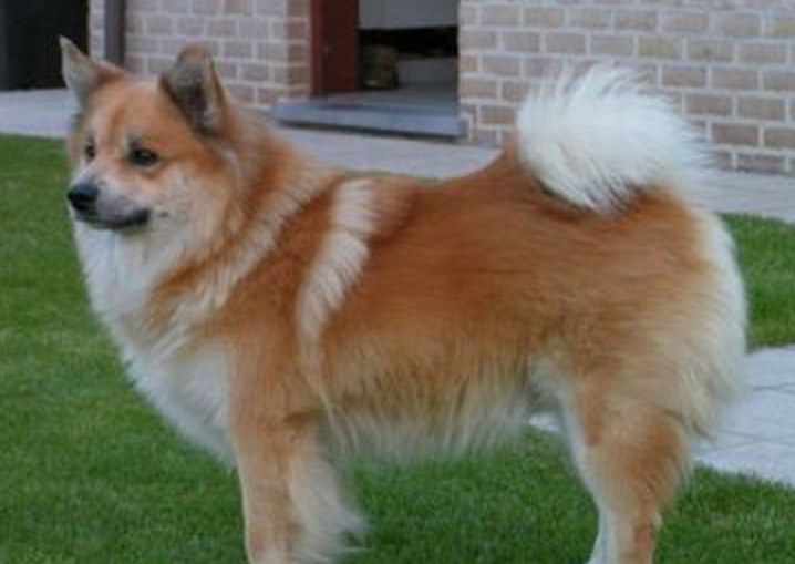  p>冰岛犬原产地冰岛, 起源于17世纪.