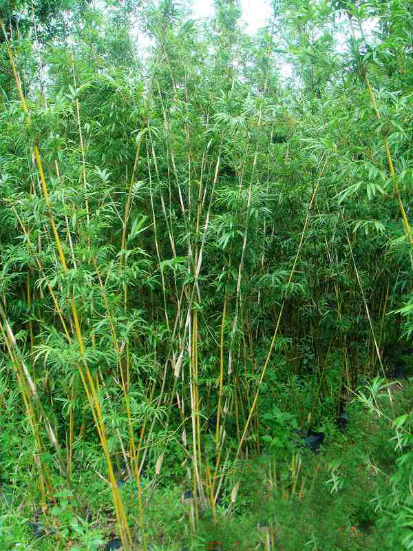 bambusa var.multiplex