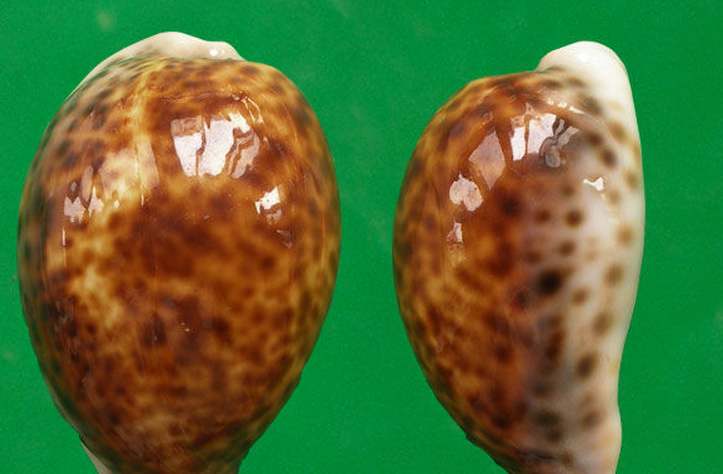 p>花豹宝螺(学名:cypraea pantherina )是腹足纲宝螺科的软体动物.