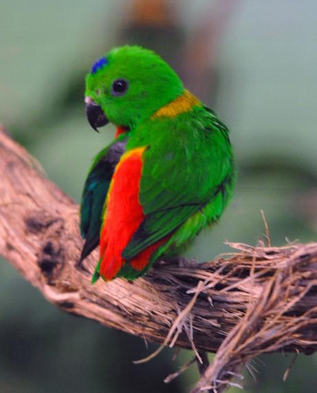  p>蓝冠短尾 a target="_blank" href="/item/鹦鹉/359436" data