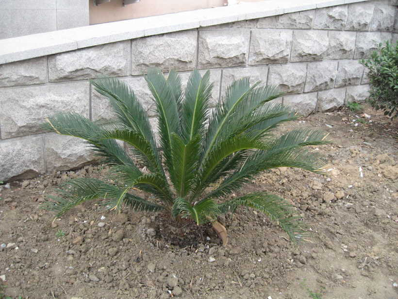 hill)是 a target="_blank" href="/item/苏铁科">苏铁科 /a> a