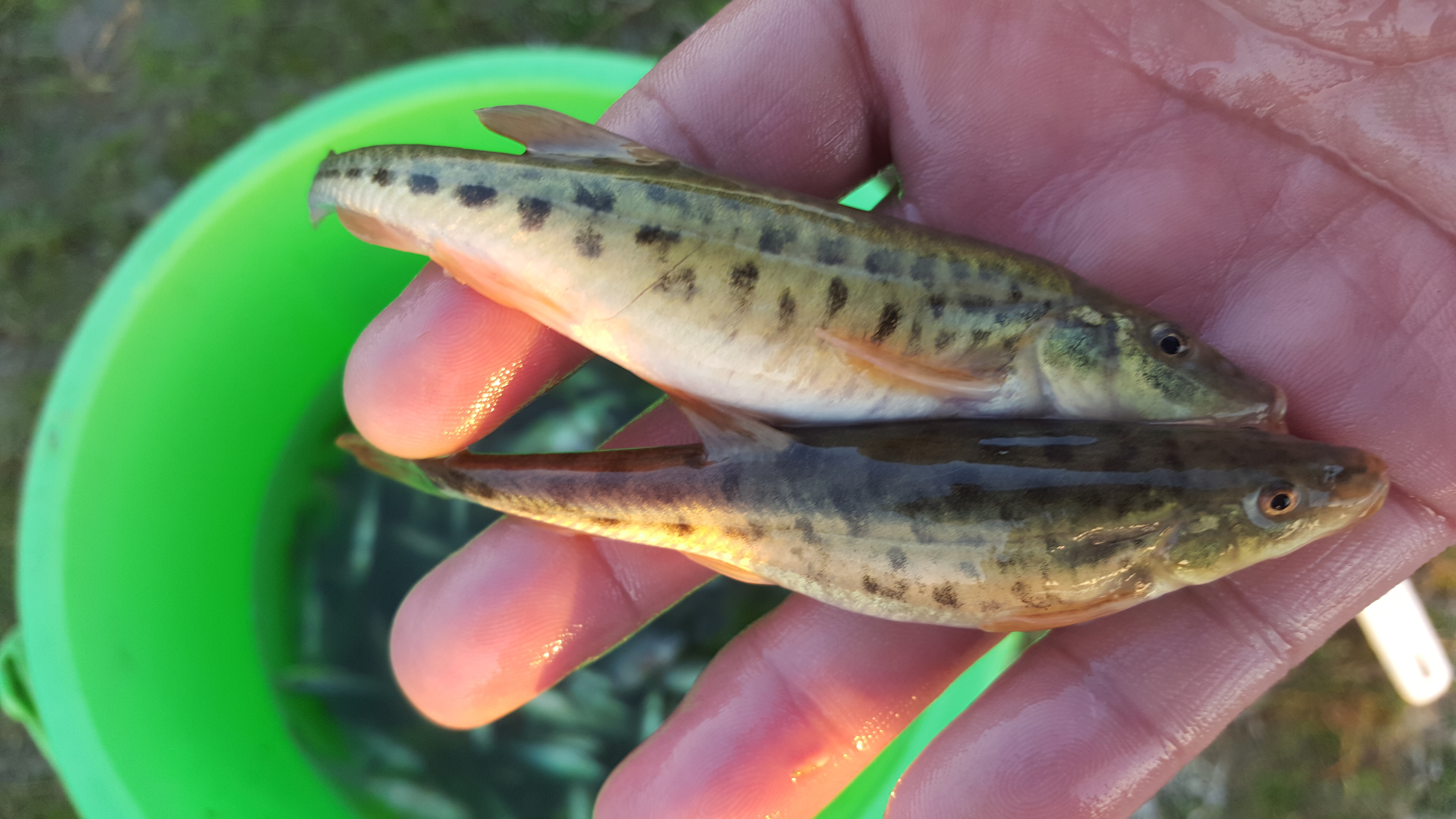  p>黑斑高原鳅,学名: i>triplophysa strauchii /i> (kessler, 1874)