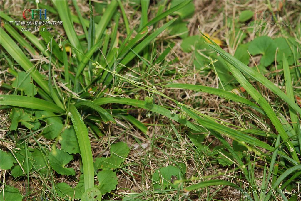  p>三毛草属是禾本科, a target="_blank" href="/item/早熟禾亚科