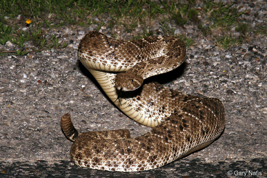 western diamondback rattlesnake