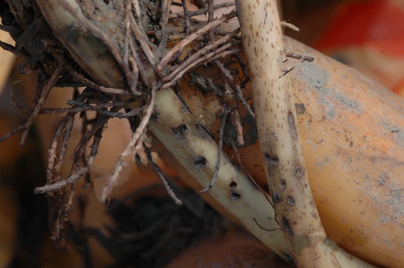  p>莲藕根金花虫属于鞘翅目,叶甲科.