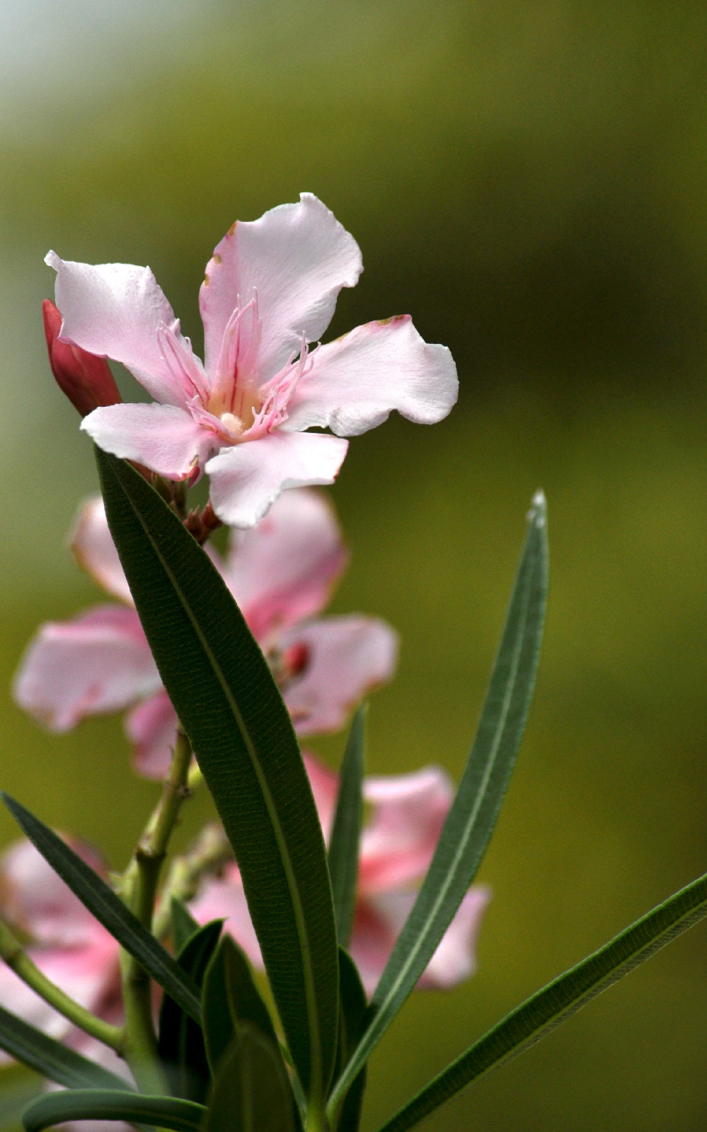 夹竹桃族夹竹桃属常绿直立大 a target="_blank" href="/item/灌 ">>