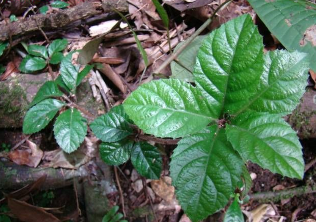  p>九节龙直立灌木,高50-100cm,稀达2-3m.