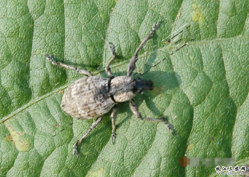  p>柑橘灰象甲,昆虫名,属鞘翅目,象甲科.