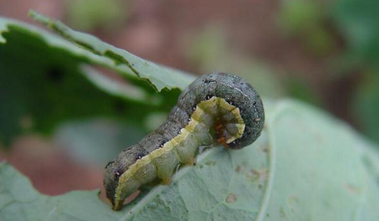  p>昆虫名,属鳞翅目( i>lepidoptera /i>),夜蛾科( i>noctuidae /i>).