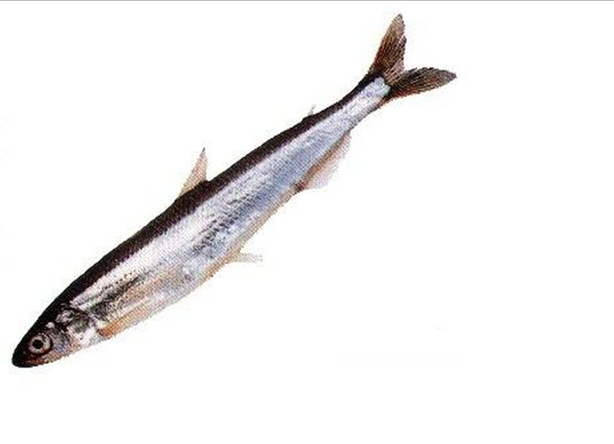  p>毛鳞鱼的叫法来自阿伊努人,因鱼身有一种鲜黄瓜般的气味而得名.